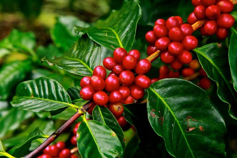 Kaffeestrauch (Coffea)​