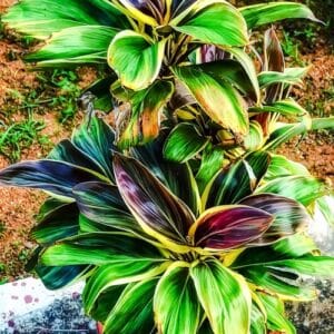 Dracaena mit bunten Blättern im Topf