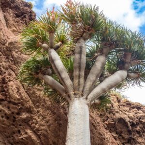 Kanarischer Drachenbaum (Dracaena draco) auf Gran Canaria