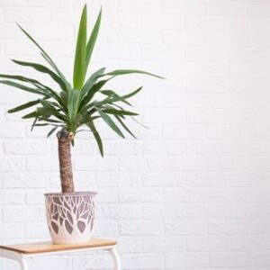 Drachenbaum und Yucca in einem Wohnraum