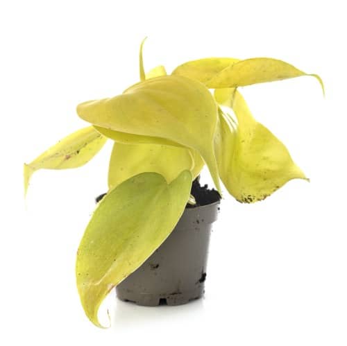 Epipremnum aureum Golden Pothos mit gelbgrün marmorierten Blättern