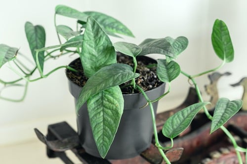 Epipremnum pinnatum Cebu Blue mit länglichen blaugrünen Blättern