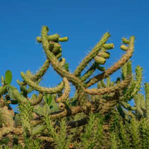 Austrocylindropuntia subulata