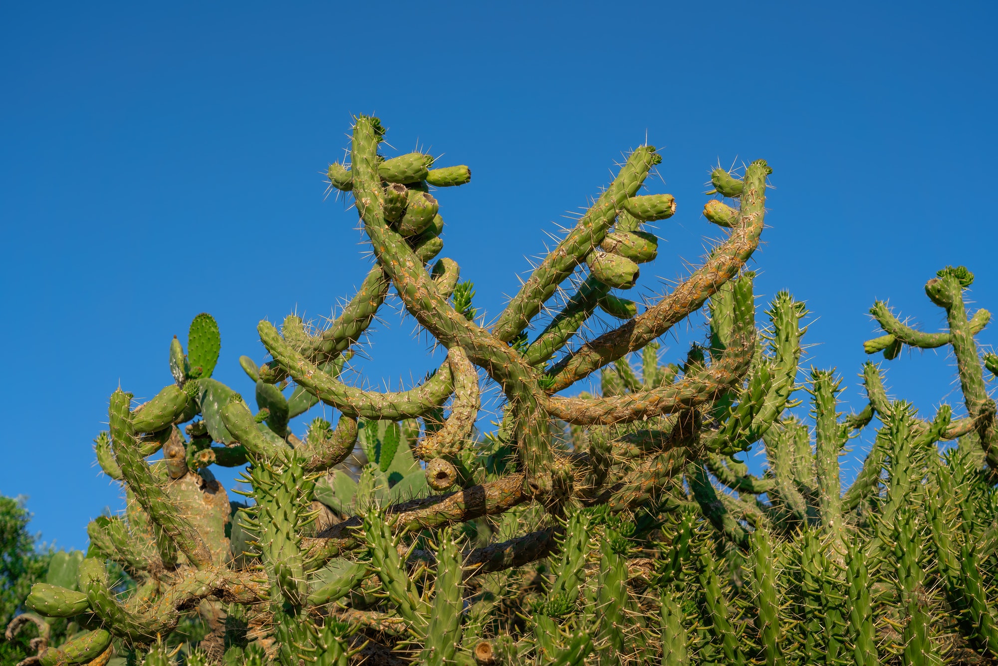Austrocylindropuntia subulata