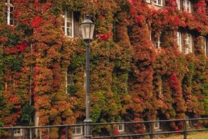 Hausfassade, bewachsen mit einer Kletterpflanze mit herbstlich gefärbtem Laub