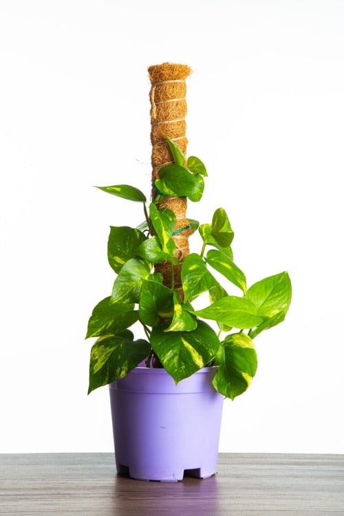 Goldene Efeutute (Golden Pothos) mit langen hängenden Trieben in einer Blumenampel