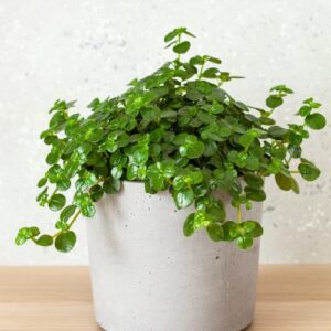 Pilea depressa mit winzigen Blättern in einem Betontopf