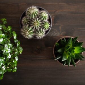 Pilea depressa zwischen Sukkulenten und Kakteen in einer flachen Komposition