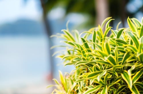 Blätter der Dracaena