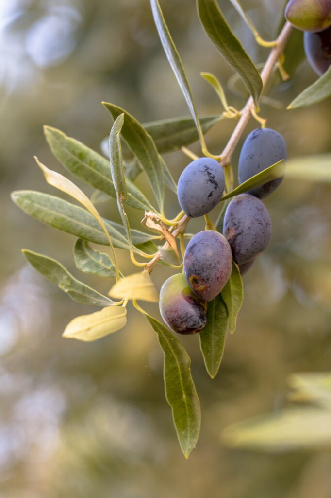 Olivenbaum - Olea europaea