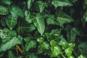 Gemeiner Efeu (Hedera helix) in freier Natur