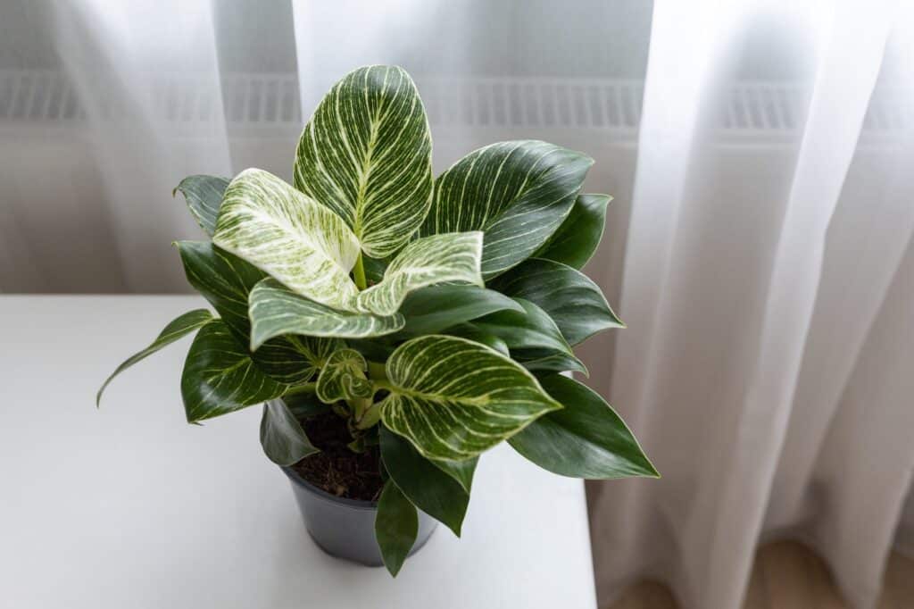Philodendron Birkin als Zimmerpflanze im Wohnzimmer