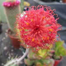Senecio stapeliiformis​