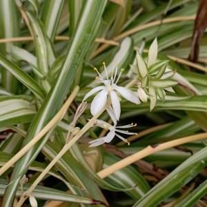Grünlilie (Chlorophytum comosum)