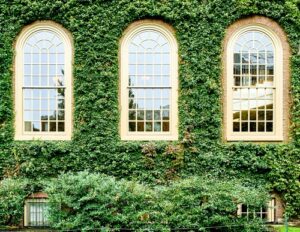 Efeubewachsene Fassade mit Bogenfenstern in Harvard