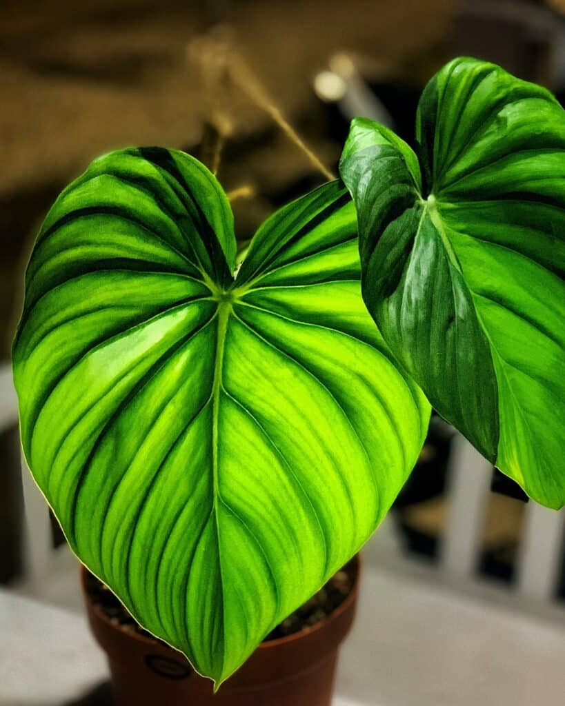 Große herzförmige Blätter der Art Philodendron pastazanum