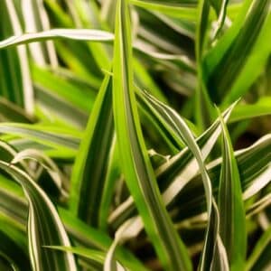 panaschierte Blätter des Drachenbaums Warneckii Lemon Lime