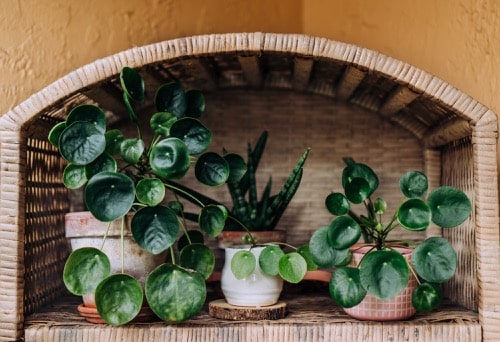 pilea heimische Zimmerpflanze