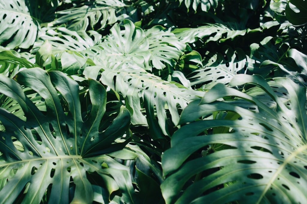 Monstera mit großen perforierten Blättern auf neutralem Hintergrund