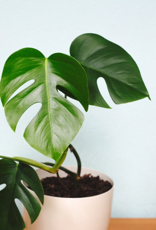Monstera-Blätter