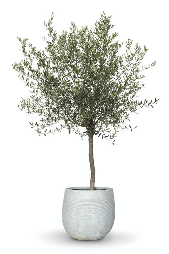 Verkauf von Olivenbäumen