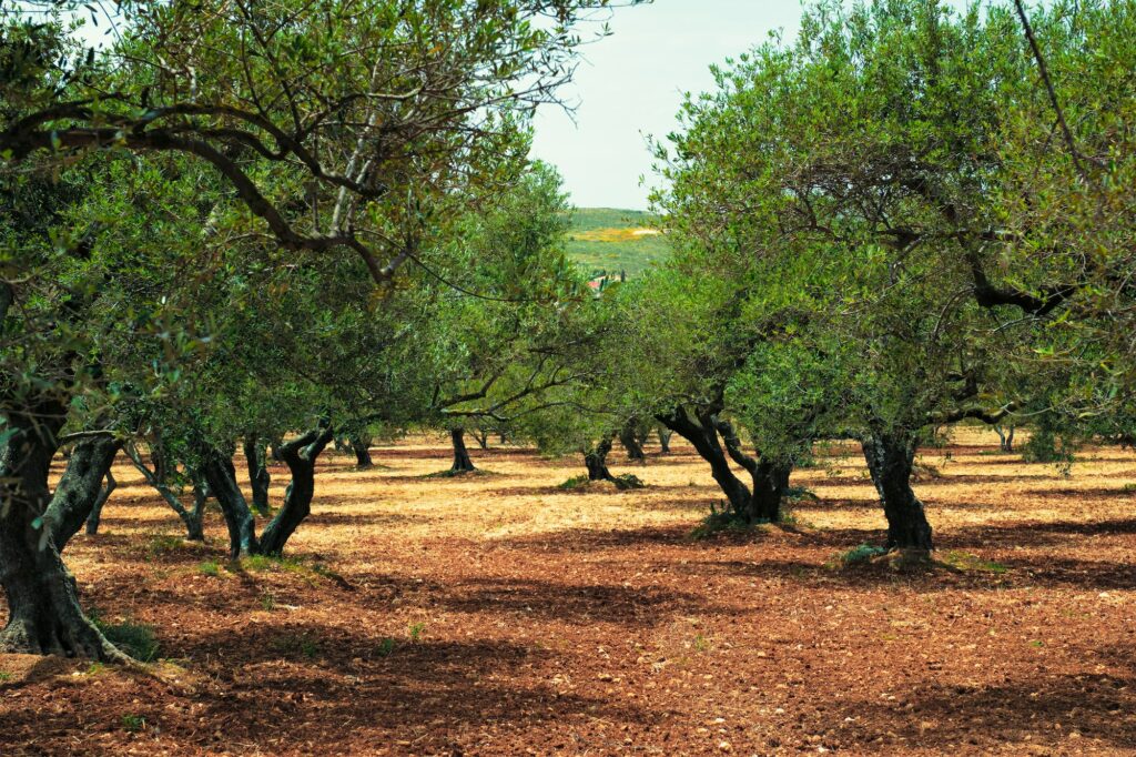 Anbau eines Olivenbaums oder Anbau eines Olivenbaums im Freien