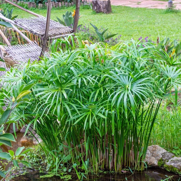 Zypergras (Cyperus)