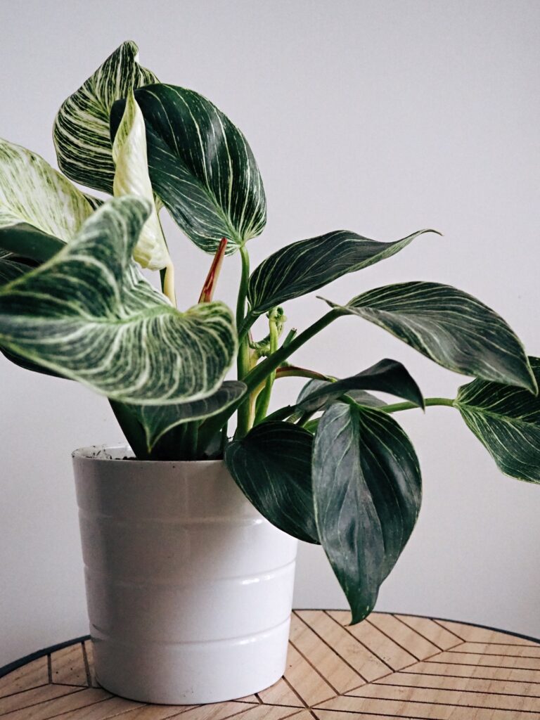 Philodendron Birkin mit weiß gestreiften Blättern vor weißer Wand