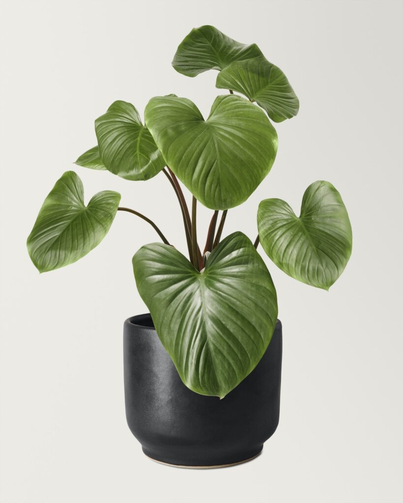 Philodendron melanoneuron im Keramiktopf auf der Fensterbank