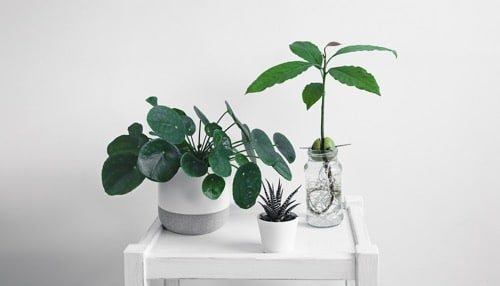 pilea