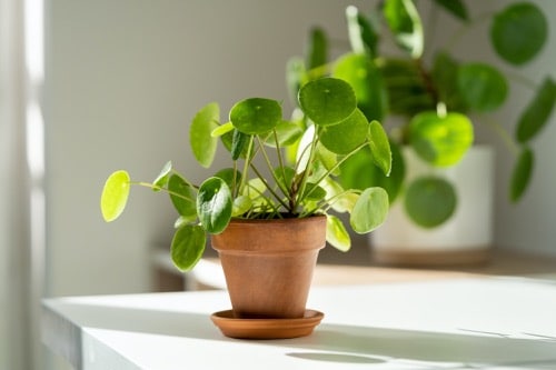 pilea - Ufopflanze