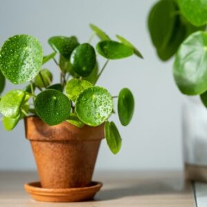 Pilea bekannt als Glückstaler-Pflanze