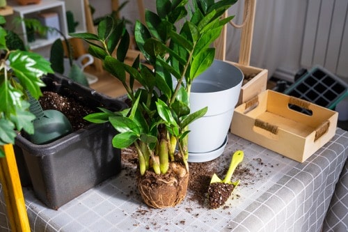 Zamioculcas Wurzeln