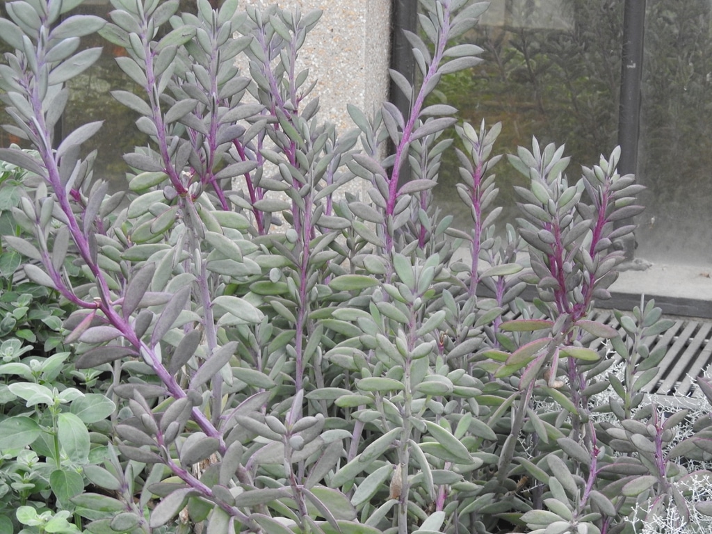 Senecio crassissimus​