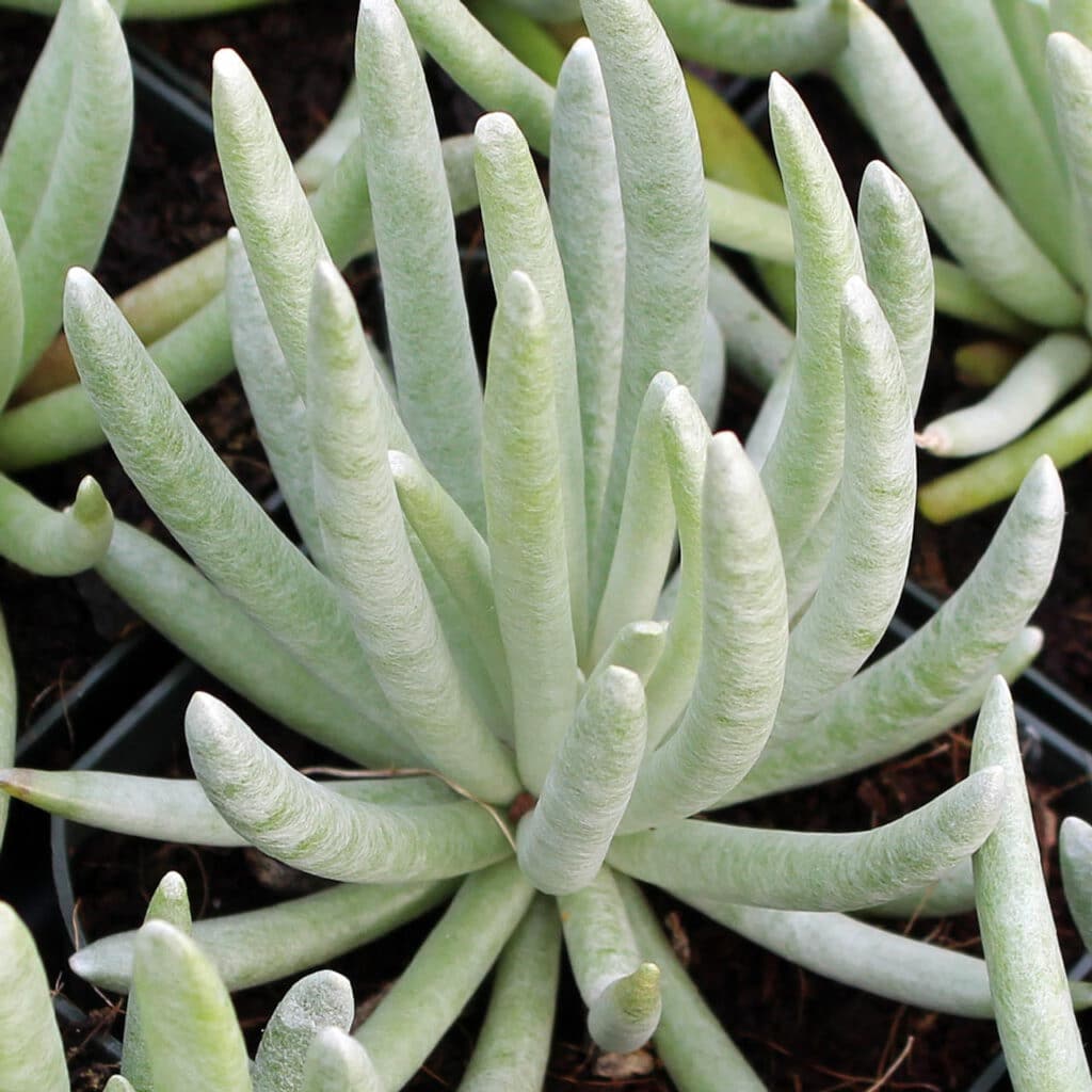 Senecio scaposus​