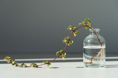 kriechende Pilea