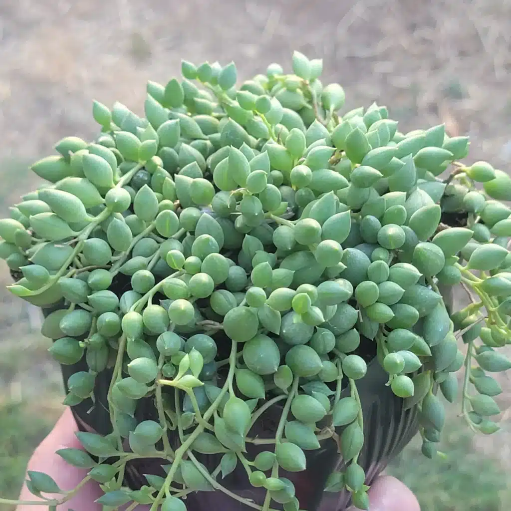 Senecio herreanus​