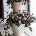 Tradescantia zebrina mit silbrig gestreiften Blättern in hellen Töpfen am Fenster