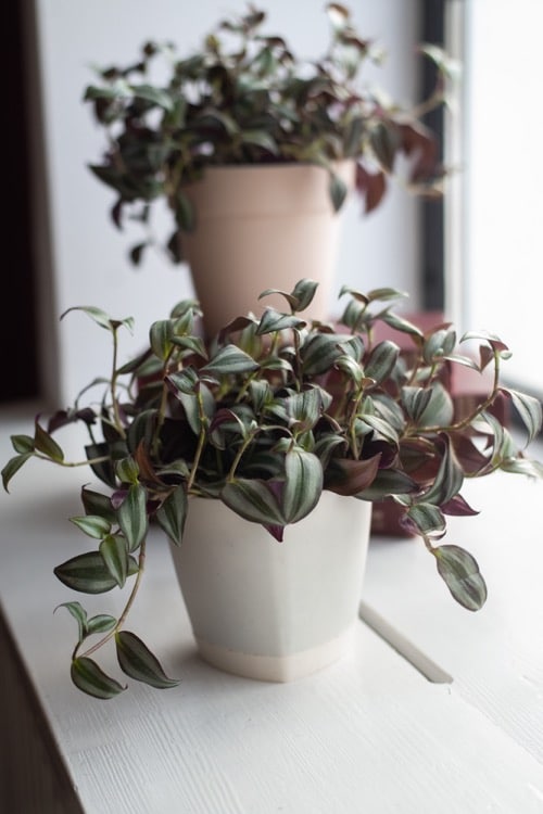 Tradescantia zebrina mit violetten Blättern wächst in einem weißen Blumentopf auf dem Fensterbrett