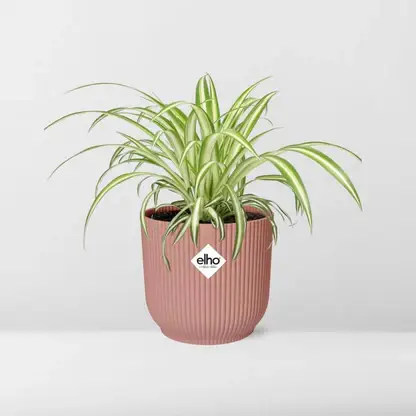 Grünlilie (Chlorophytum comosum)​