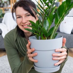 Zamiokulkas im Blumentopf