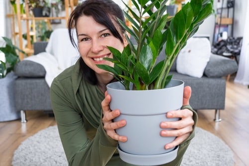 Zamiokulkas im Blumentopf