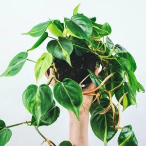 Philodendron scandens mit herabhängenden herzförmigen Blättern, in einer Hand vor weißem Hintergrund gehalten