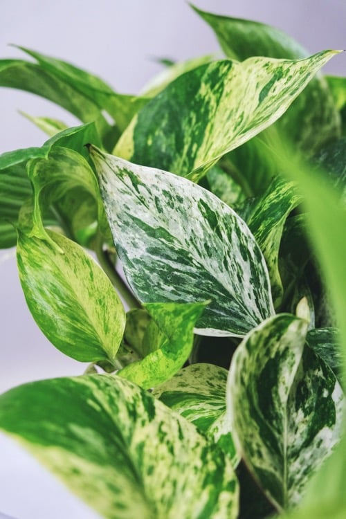 Epipremnum Marble Queen mit weiß marmorierten Blättern in Nahaufnahme