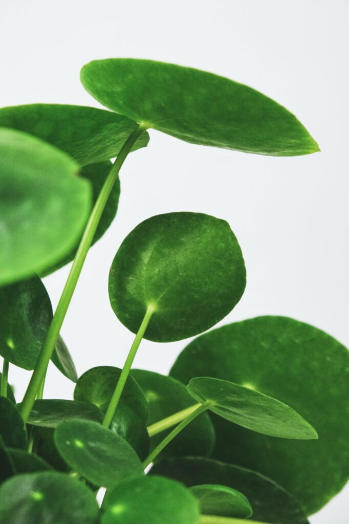 Pilea Blätter auf weißem Hintergrund