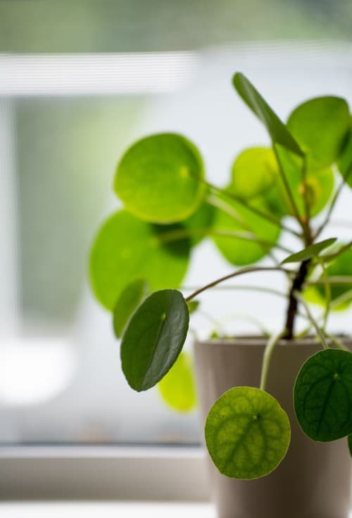 pilea Blätter
