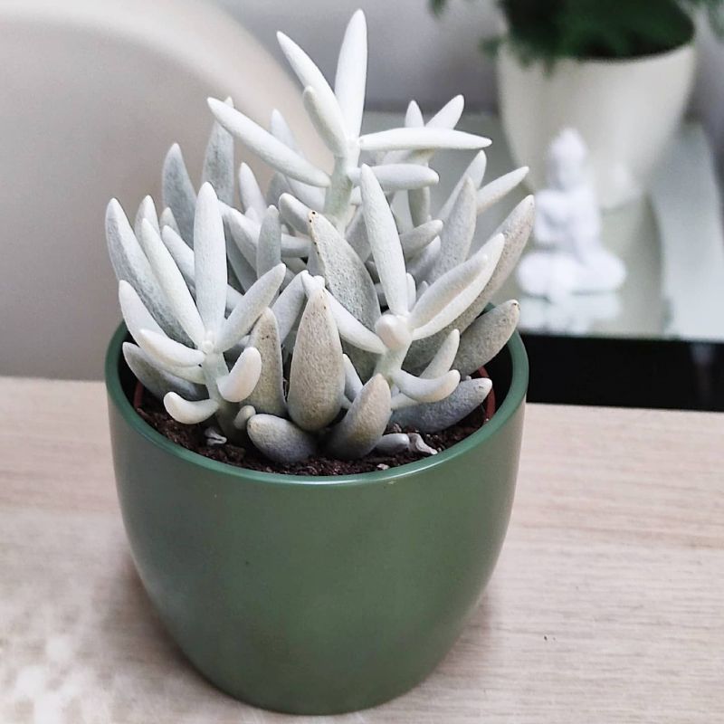 Senecio haworthii​