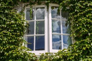 Efeu rund um ein Fenster mit weißen Fensterbänken