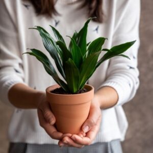 Frau hält eine Dracaena