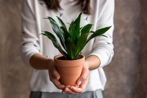 Frau hält eine Dracaena